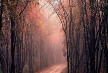 21／22賽季歐冠1／4決賽首回合本菲卡1-3利物浦 迪亞斯傳射馬內破門.